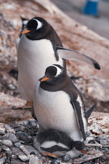 Fototapeta premium Gentoo penguin with chicks in nest
