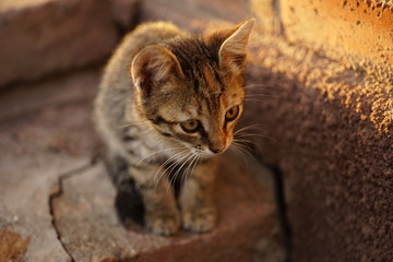 Tabby kitten sits on stone steps. Little cat portrait outdoors.