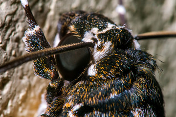 Rustic Sphinx Moth photographed  in Santa Maria de Jetiba, Espirito Santo . Southeast of Brazil. Atlantic Forest Biome. Picture made in 2016.