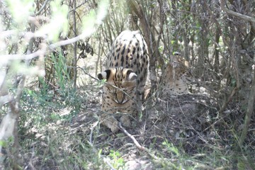 Gepard © Daniela