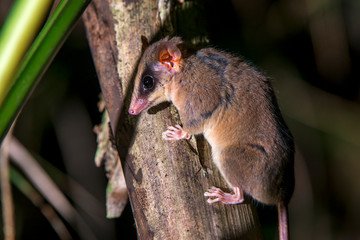  Brazilian gracile opossum photographed  in Santa Maria de Jetiba, Espirito Santo - Southeast of Brazil. Atlantic Forest Biome. Picture made in 2016.