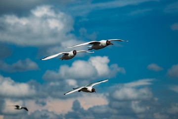 Flying black-headed gulls on blue sky background