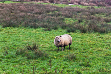 Flock of sheeps during winter time open air pasture (grazing). Netherlands