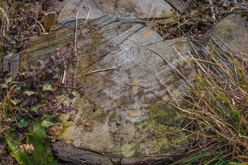 baumscheibe nahaufnahme