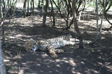 Gepard
