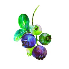 fresh blueberries isolated on white