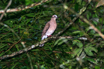  Gray fronted Dove photographed in Santa Maria de Jetiba, Espirito Santo. Southeast of Brazil. Atlantic Forest Biome. Recorded in 2016.