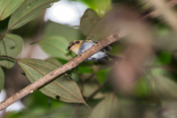 Ochre faced Tody Flycatcher photographed in Santa Maria de Jetiba, Espirito Santo. Southeast of Brazil. Atlantic Forest Biome. Recorded in 2016.