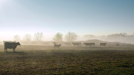 cattle in foggy morning