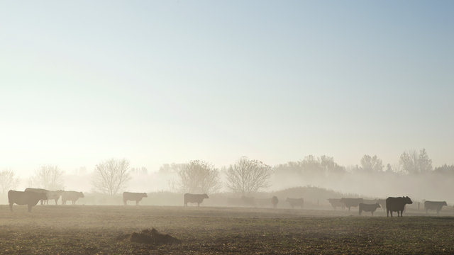 cattle in foggy morning