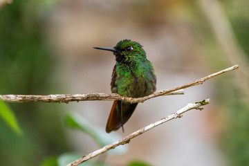 Brazilian Ruby photographed  in Santa Teresa, Espirito Santo. Southeast of Brazil. Atlantic Forest Biome. Picture made in 2016.