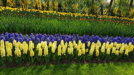 Obraz premium Blumen