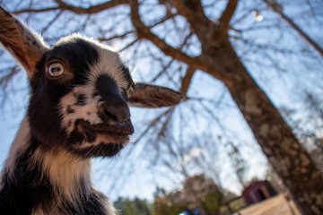 Baby nigerian dwarf goat with blue eyes