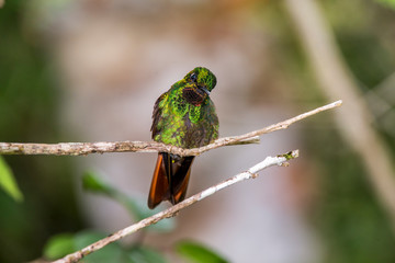 Brazilian Ruby photographed  in Santa Teresa, Espirito Santo. Southeast of Brazil. Atlantic Forest Biome. Picture made in 2016.