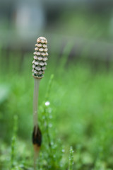 Field Horsetail, Sugina