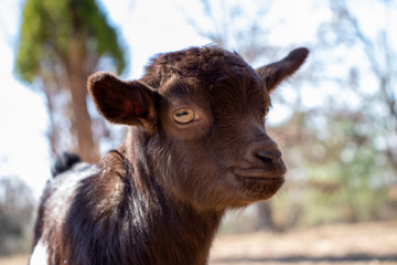 baby nigerian dwarf goat 