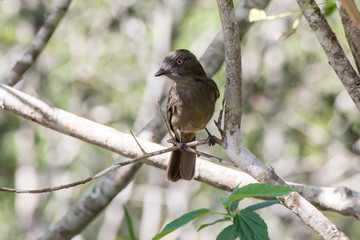 Grayish Mourner photographed  in Santa Teresa, Espirito Santo. Southeast of Brazil. Atlantic Forest Biome. Picture made in 2016.
