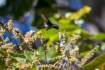 Frilled Coquette photographed  in Santa Teresa, Espirito Santo. Southeast of Brazil. Atlantic...