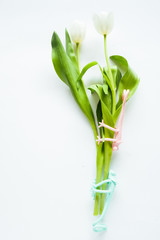 Tulips flower with a silicone gecko animal toy wrapped around over a white background