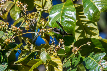 Frilled Coquette photographed  in Santa Teresa, Espirito Santo. Southeast of Brazil. Atlantic...