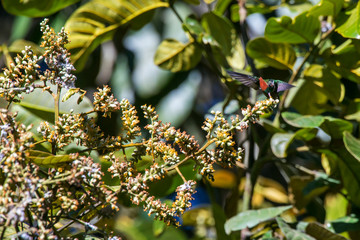 Frilled Coquette photographed  in Santa Teresa, Espirito Santo. Southeast of Brazil. Atlantic...
