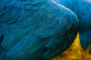 Macaw 5 © RalEnrique