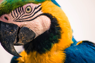 Macaw 1