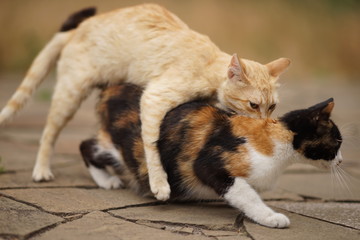 Domestic cats in the act of mating. Cat make love
