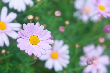 Marguerite Daisy, Pink