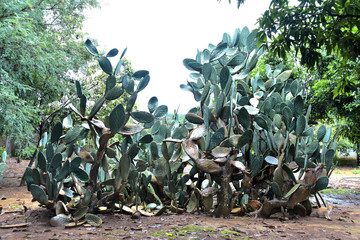 large cactus bush natural plantation