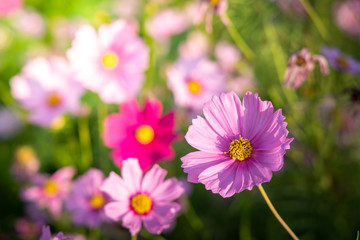 Obraz premium Beautiful Cosmos flowers in garden. Nature background.