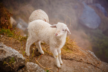 Flock of himalayan sheep passing through a high mountain pass. Himalayas mountains in Dharamshala...