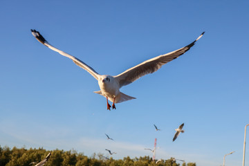 great white egret in flight