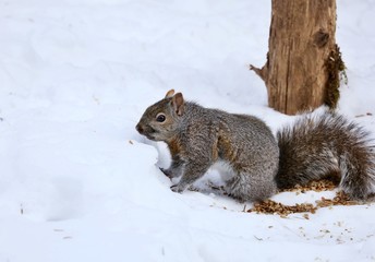 Tree squirrels.Many juvenile squirrels die in the first year of life. Adult squirrels can have a lifespan of 5 to 10 years in the wild. Some can survive 10 to 20 years in captivity