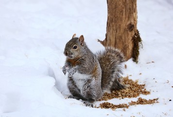Tree squirrels.Many juvenile squirrels die in the first year of life. Adult squirrels can have a lifespan of 5 to 10 years in the wild. Some can survive 10 to 20 years in captivity