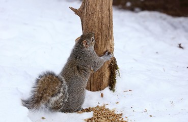 Tree squirrels.Many juvenile squirrels die in the first year of life. Adult squirrels can have a lifespan of 5 to 10 years in the wild. Some can survive 10 to 20 years in captivity