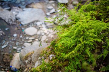Young bright green sprouts of Matteuccia struthiopteris (ostrich fern, fiddlehead fern or shuttlecock fern) against small garden pond with stone shores. Spring theme of nature. Selective focus.
