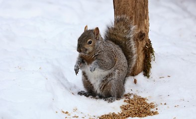 Tree squirrels.Many juvenile squirrels die in the first year of life. Adult squirrels can have a lifespan of 5 to 10 years in the wild. Some can survive 10 to 20 years in captivity