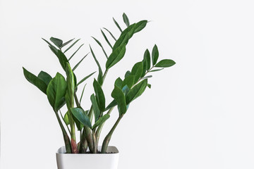 green Zamioculcas zamiifolia plant with white background 