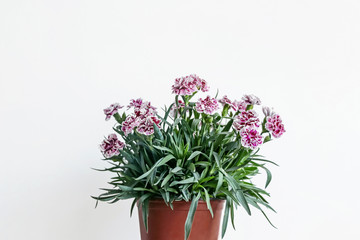 red carnation flower in pot with white background