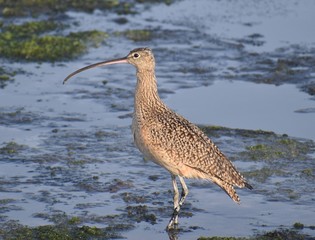 A long-billed curlew on the beach at Elkhorn Slough.