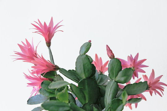 easter cactus plant with pink flower blossom