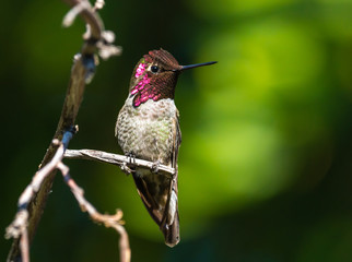 Fototapeta na wymiar Anna's Hummingbird on branch