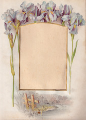 Page of an old photo album from the year 1902, Iris Flowers