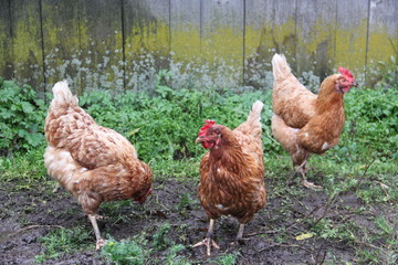 chickens in brown plumage