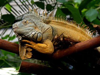 Bearded iguana