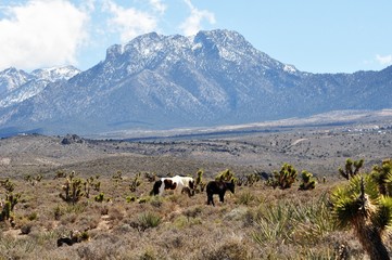 Wild Mustangs Nevada