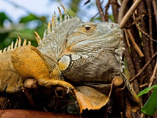 Bearded iguana
