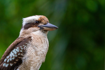 Close up of a Laughing Kookaburra on dark green background