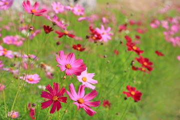 Obraz na płótnie Canvas Beautiful cosmos flower blooming in the summer garden field under sunlight in nature.